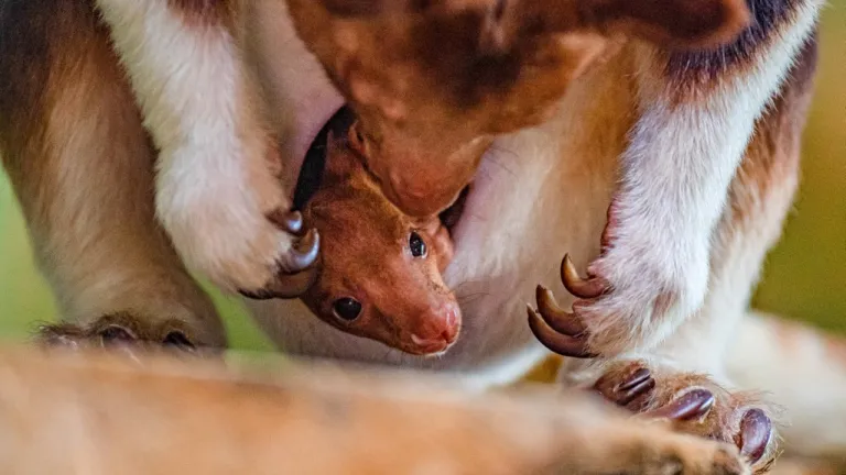 Nació cría de canguro arborícola, especie en peligro de extinción