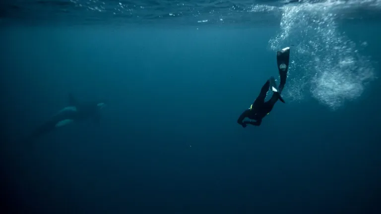 En las aguas heladas de Noruega, un apneísta danza junto a las orcas