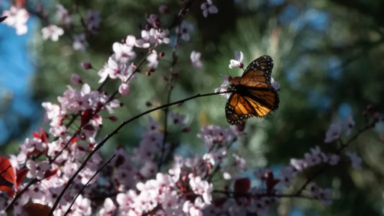 Mariposas monarca en peligro de extinción buscan sobrevivir en California