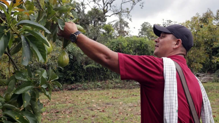 Super Bowl 2023: Aguacates colombianos cultivados en Pijao
