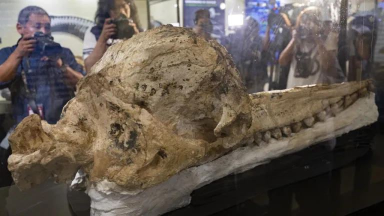 Hallazgo de cachalote prehistórico en Perú, el mejor preservado del mundo