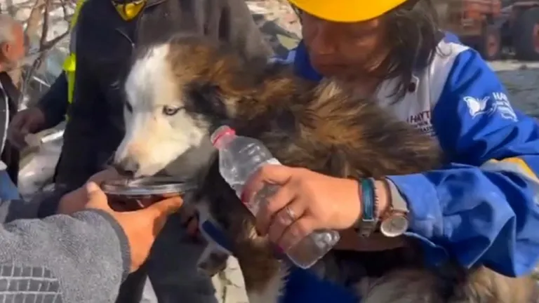 Rescatan a perro tres semanas después de terremoto en Turquía