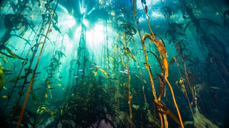 Patagonia submarina chilena: Mission Blue 2023 conclusiones