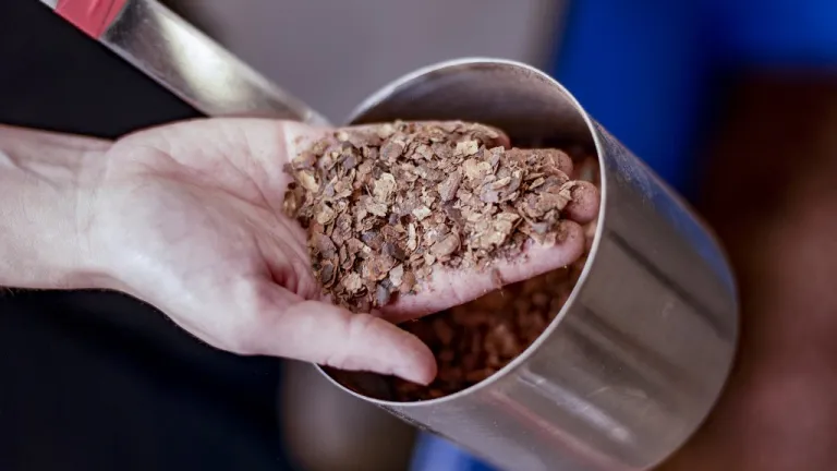 Cambio climático: fábrica alemana almacena carbono en cáscaras de granos de cacao 