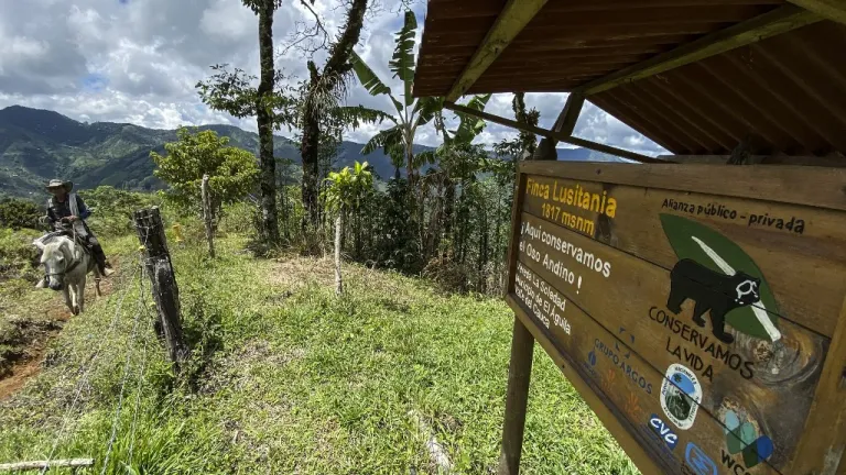 El Águila, Valle del Cauca: caficultores cuidan al oso de anteojos