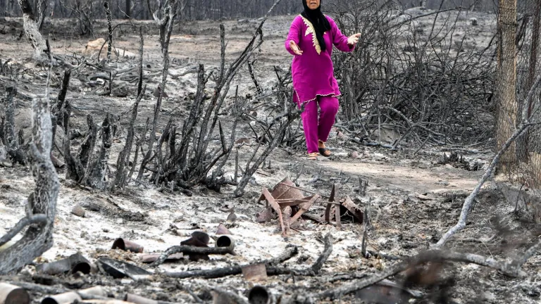 Incendios en Argelia, Grecia, Italia y Francia durante el verano prenden alarmas