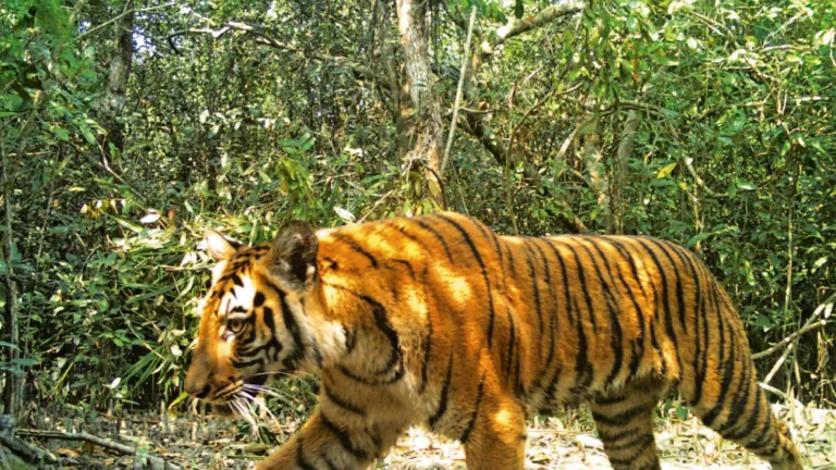 Los tigres de Bengala, víctimas de la caza furtiva en Bangladés 
