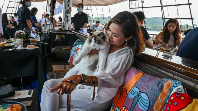 Cómo funciona el crucero para gatos en Singapur