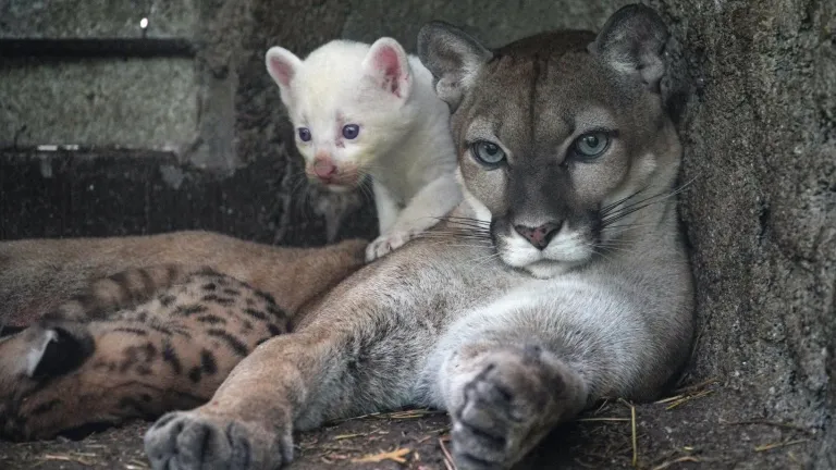Un curioso ejemplar de puma albino nació en zoológico de Nicaragua