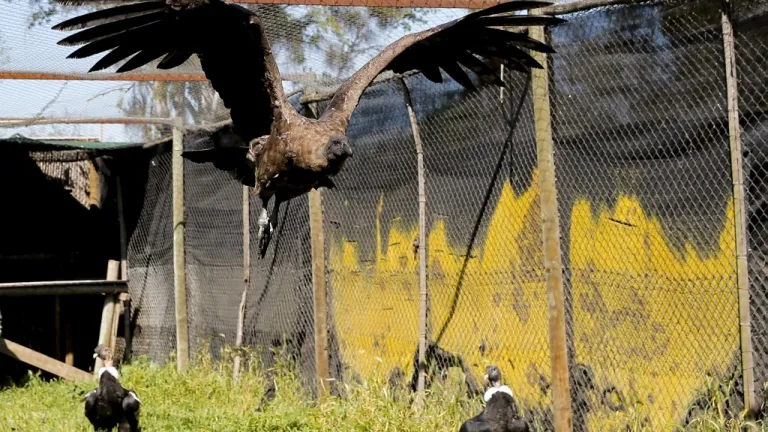 Cóndor será liberado en Los Andes chilenos