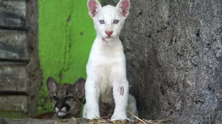 Puma albino: así vive en zoológico de Nicaragua 