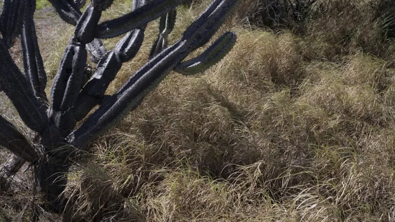 Agroecología: qué es, cómo funciona | Deforestación 