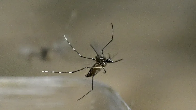 Chocó: Alerta por aumento de casos de dengue