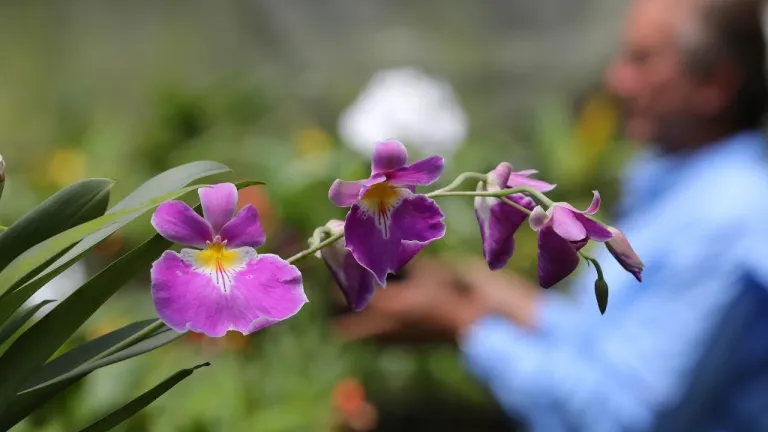 Un colombiano clona orquídeas al borde de la extinción