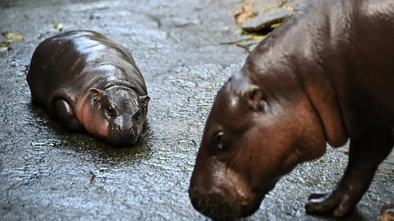 Moo Deng, el adorable hipopótamo pigmeo de Tailandia