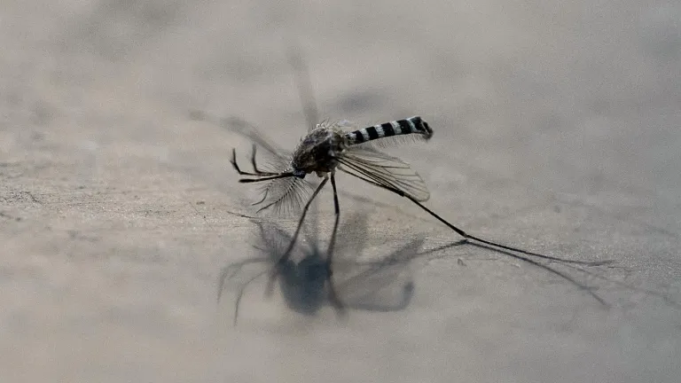 Ecuador exigirá vacuna contra fiebre amarilla a colombianos