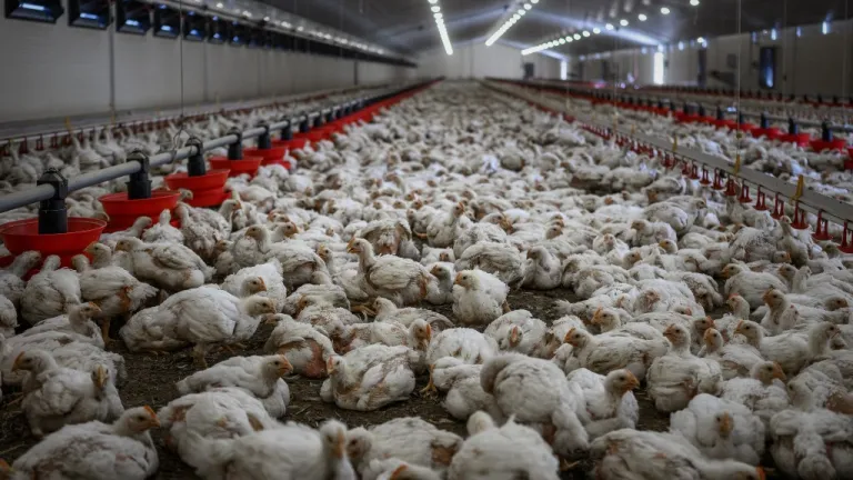 Exportación de pollo colombiano llega por primera vez a Japón