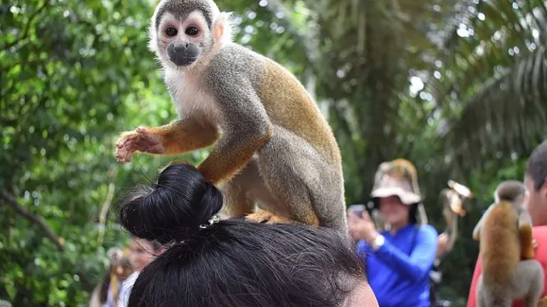 Turismo de selfies con fauna silvestre amenaza la biodiversidad del Amazonas