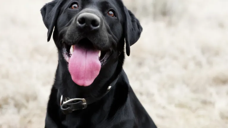 ¿Cómo calmar la ansiedad de un perro por pólvora?