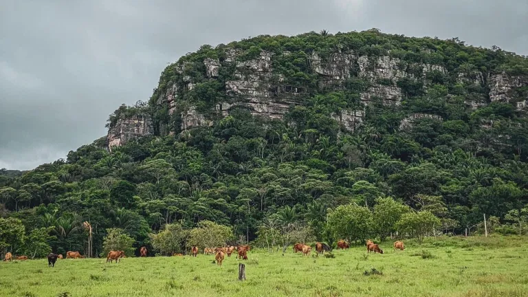 Guaviare, tercer departamento con la deforestación más alta