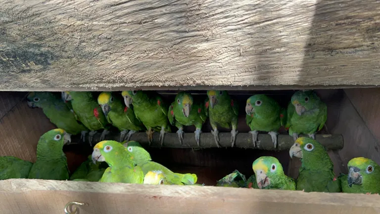 Animales rescatados