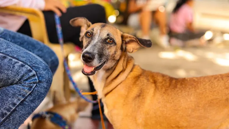 Mascotas en Barranquilla: Tenencia responsable 