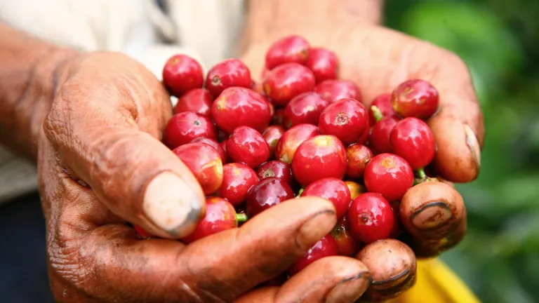 Cosecha cafetera Santander: llegada 41 mil recolectores