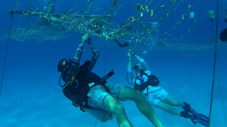 COP16: El buceo regenerativo, una gran experiencia de turismo