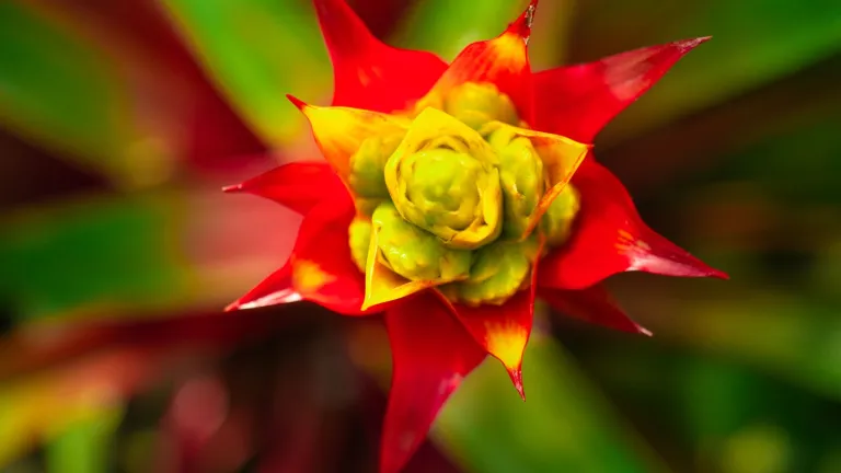 Bromelias