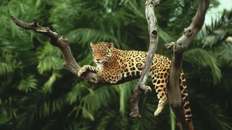 Mitú establece plan para mitigar conflicto entre jaguares y comunidades amazónicas
