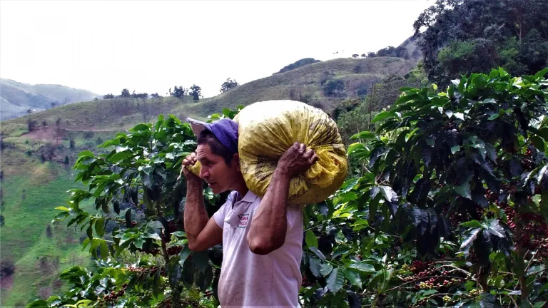 Cultivos de café 