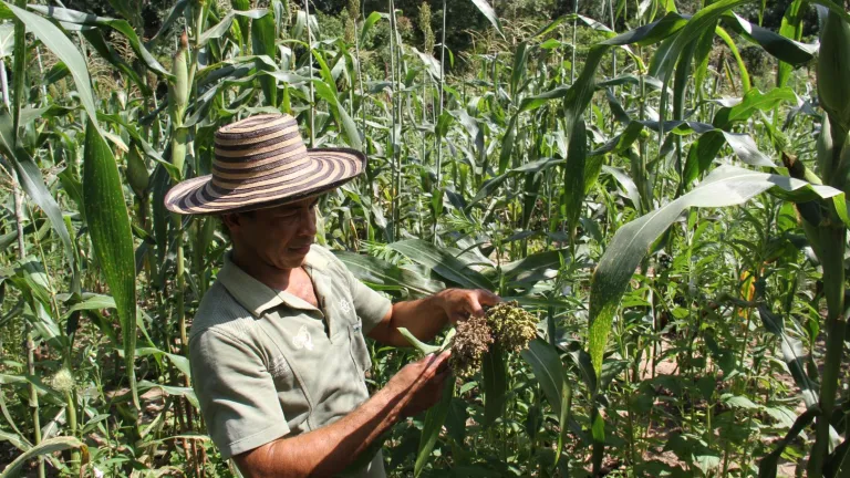 Millo: cereal con altos nutrientes que se cultiva en Atlántico 