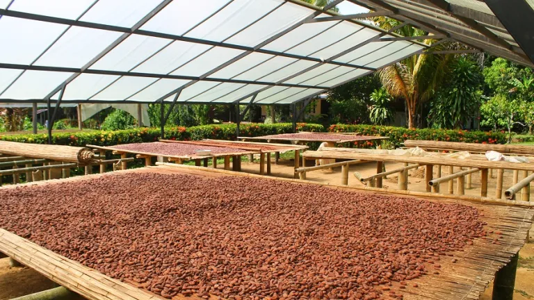 Cacao colombiano: con sabor a paz en Arauquita | Onda Pacífica