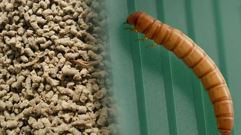 Manejo de basuras: Exportan larvas colombianas a Japón