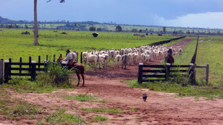 Respira Amazonía RTVC | Alternativas a la ganadería extensiva en Guaviare