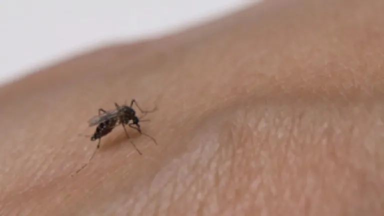 Alerta en Casanare por aumento de dengue cerca de 300 casos en inicio de temporada de lluvias