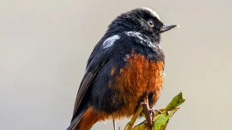 Una investigación en el Parque Nacional Natural Tamá registró por primera vez en Colombia cuatro especies de aves presentes en Suramérica.