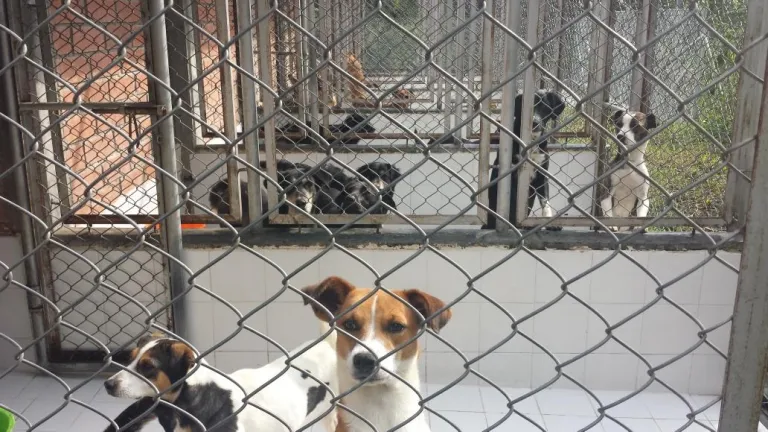 Animales abandonados en Manizales: alertan por incremento de casos