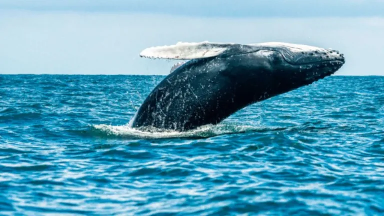 Conoce por qué las ballenas jorobadas migran al Pacífico colombiano, cuándo llegan y dónde se pueden avistar durante su temporada.