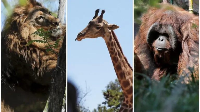 Vacunación Covid en animales de zoológico de Chile