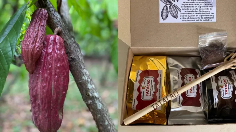 Cultivos de cacao en el desierto de La Tatacoa en el Huila 