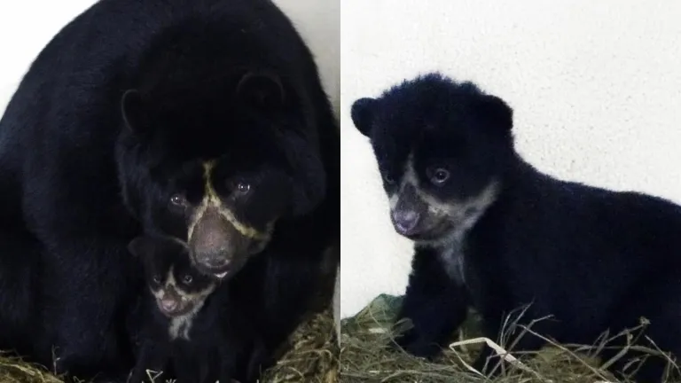 Video oso andino que nació en el Parque de la Conservación en Medellín