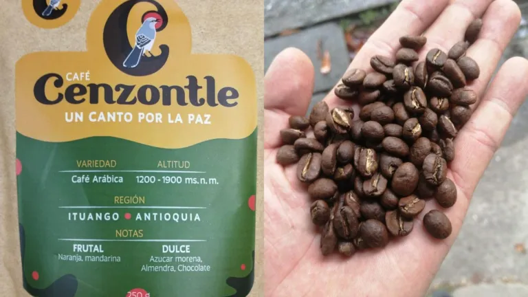 Cenzontle, café cultivado en Ituango, Antioquia | Café colmbiano