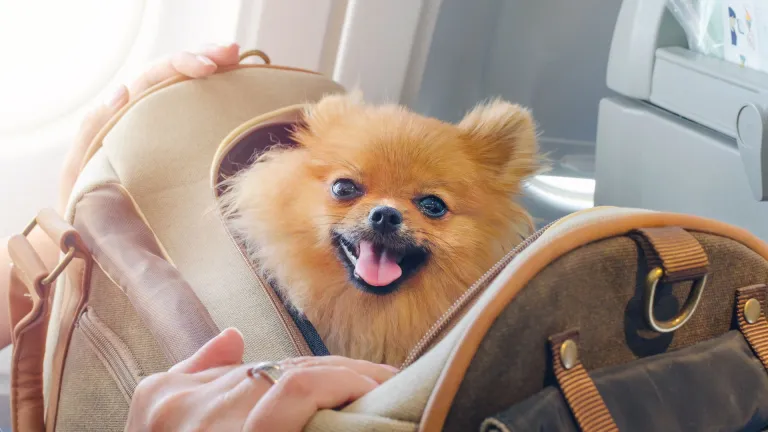¿Cómo viajar con mascotas en avión? | Requisitos y recomendaciones