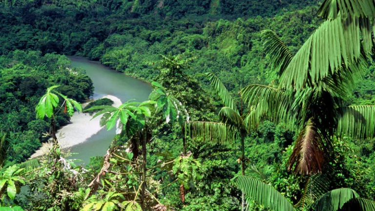Bosques en Colombia