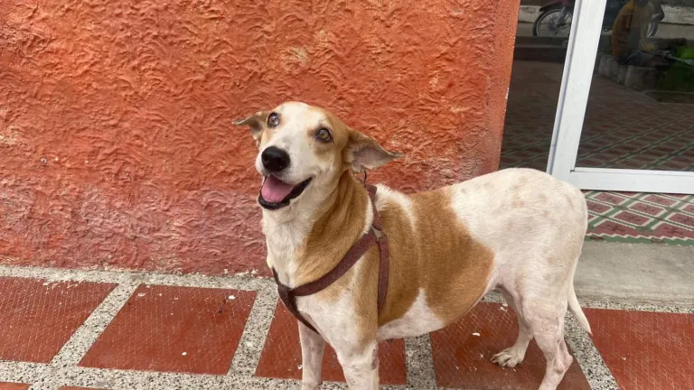 Enfermedades venéreas en perros: qué son y tratamientos