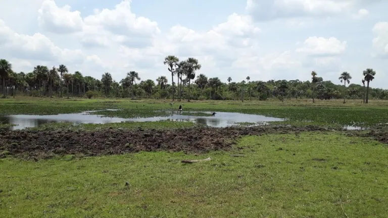 Distrito Cinaruco, la primera área protegida continental en Colombia
