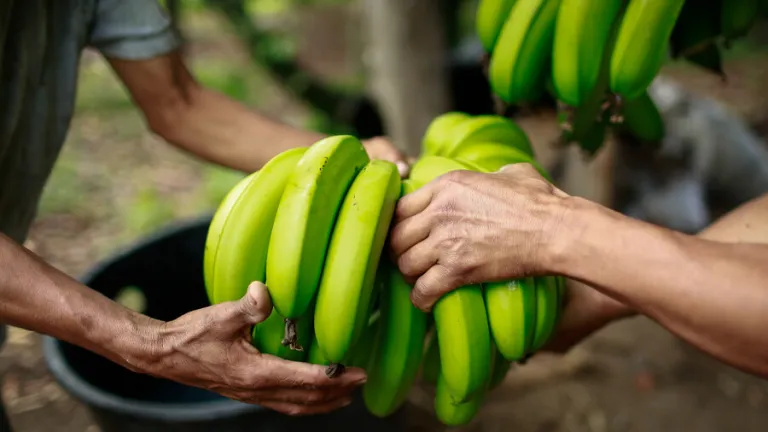 Plátano