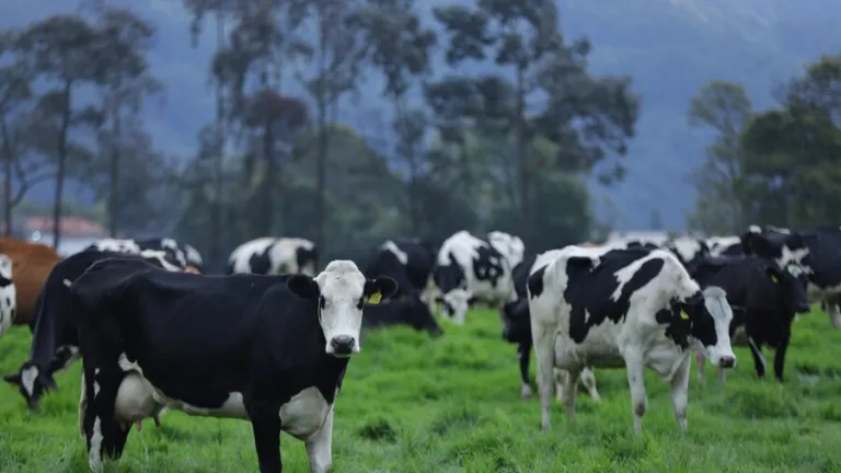Decreto desgravará importación de insumos agropecuarios