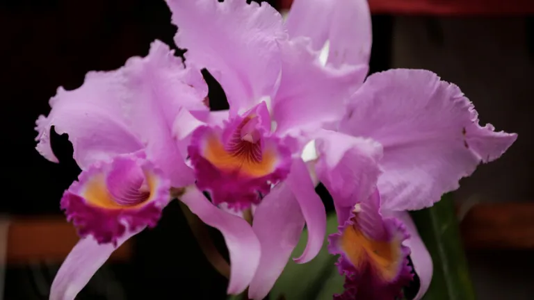 diez cosas sobre las orquideas | datos y curiosidades